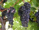 la vigne et le vin